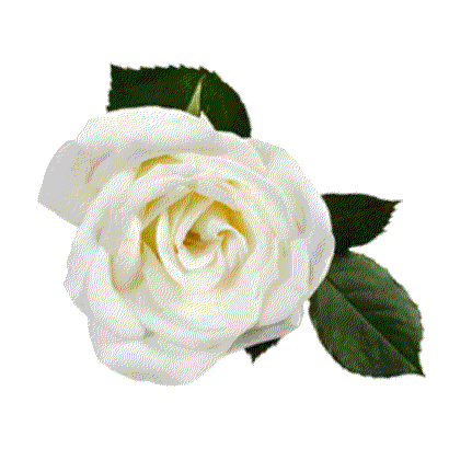 White Rose